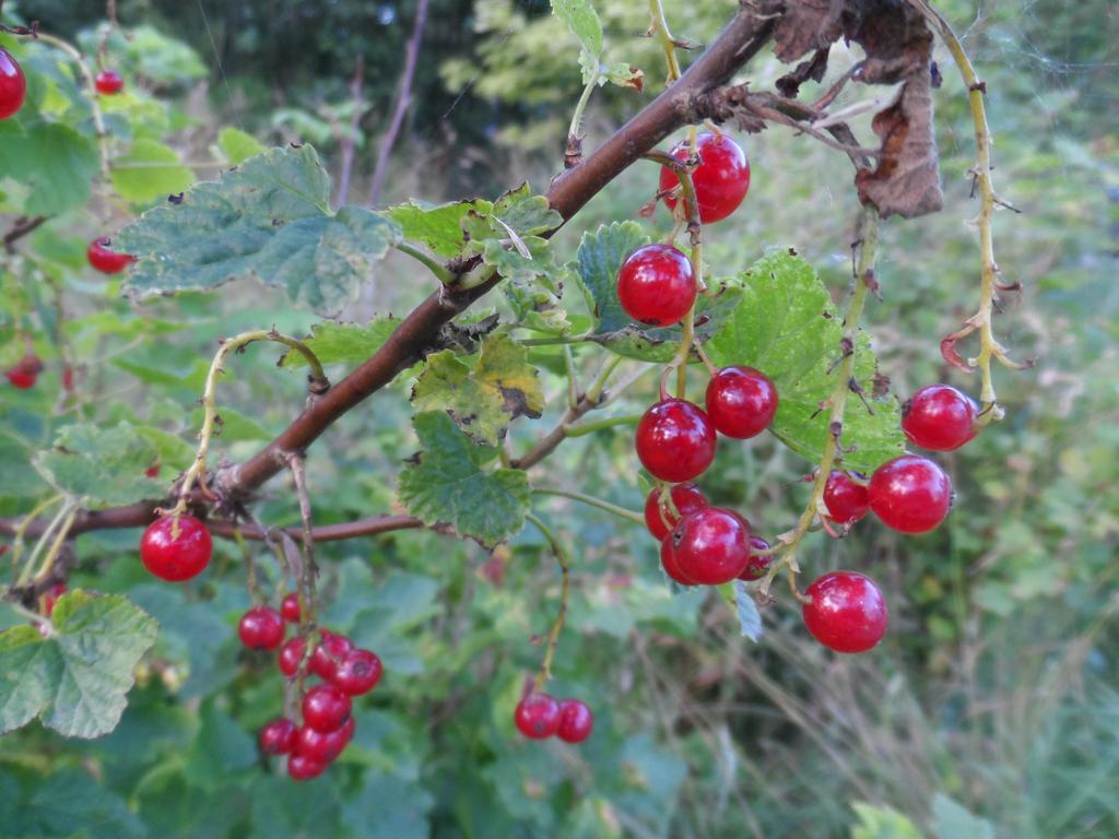 Landvetter Bnb Härryda Dış mekan fotoğraf